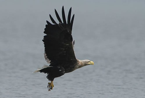 Adulter Seeadler